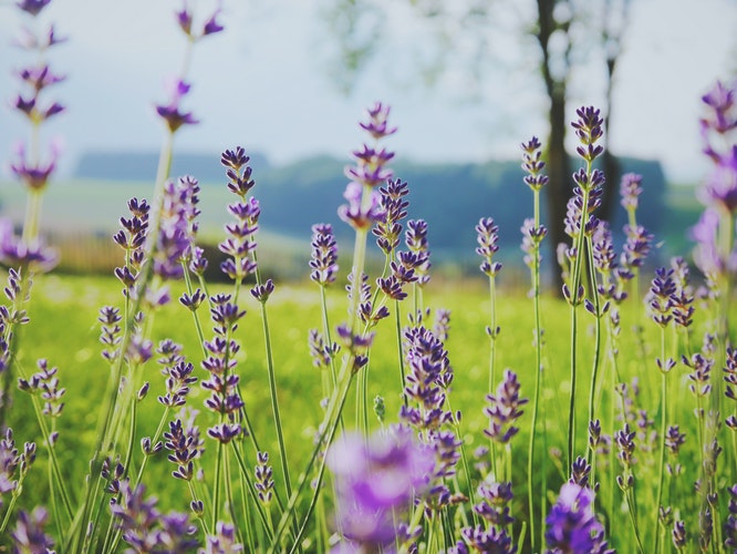 Essential Oil Profile - Lavender