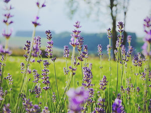 Essential Oil Profile - Lavender