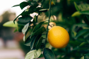 Essential Oil Profile - Neroli