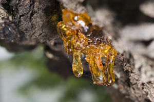 Essential Oil Profile - Frankincense