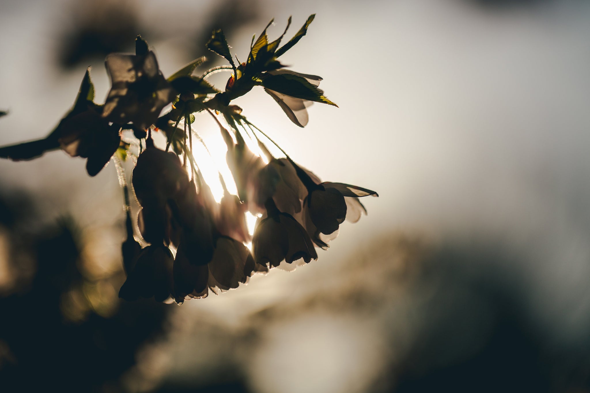 Using Aromatherapy For Stress Management